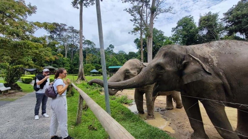 Kuala Lumpur: Batu Caves & Kuala Gandah Elephant Sanctuary - Who Is This Tour Perfect For?