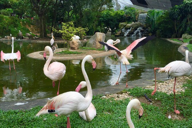 Kuala Lumpur Bird Park Admission Ticket with Private Pickup - FAQs