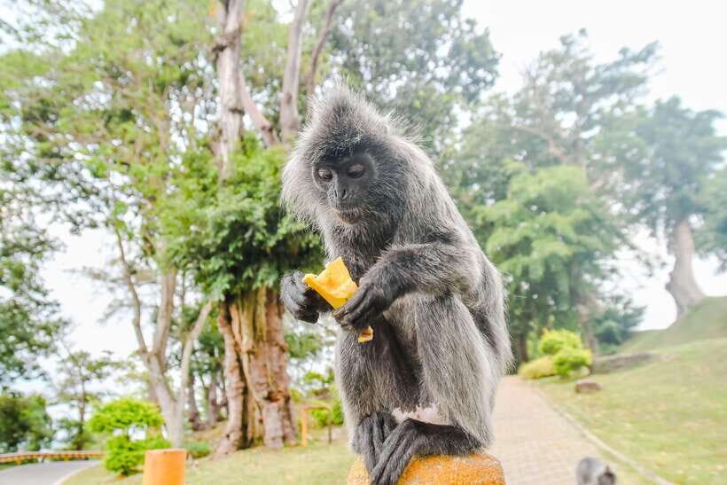 Kuala Lumpur: City Sights, Batu Caves and Fireflies Day Trip - Transportation and Group Size