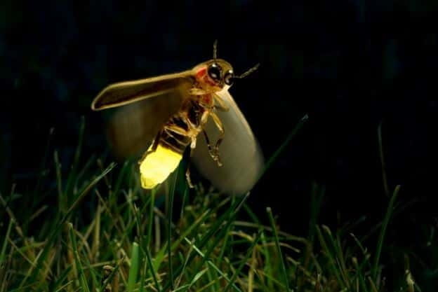 Kuala Lumpur: Fireflies & Blue Tears Tour with Seafood Meal - An In-Depth Look at the Kuala Selangor Fireflies & Blue Tears Tour