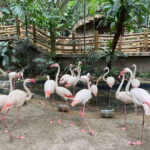 Kuala Lumpur: Sunway Lagoon Ticket & 1-Way Transfer - Authentic Experiences from Visitors