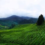 Kuala Lumpur to Cameron Highlands - Why This Transfer Stands Out
