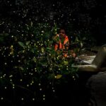 Kuala Selangor Fireflies - Batu Caves Temple- Malawati Hill DayTour With Dinner - Who Is This Tour Best For?