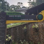 Kubah's Nocturnal Wonders Nighttime Frog Safari - A Deep Dive into the Kubah Night Safari Experience