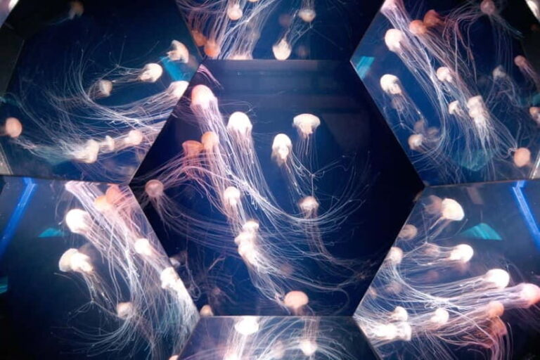 Kujukushima: Aquarium Umikirara Admission Ticket - A Deep Dive Into Uhikirara Aquarium: What to Expect and Why It Matters