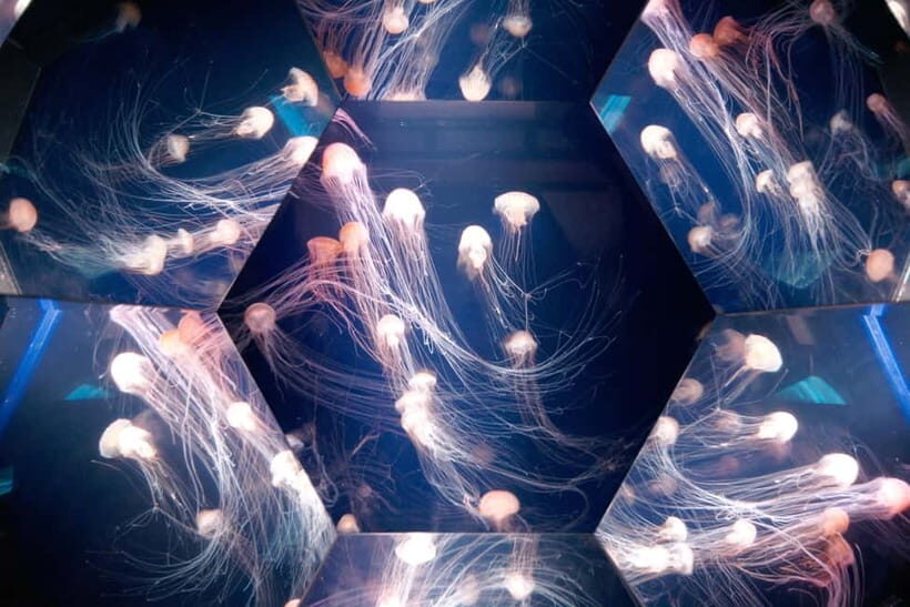 Kujukushima: Aquarium Umikirara Admission Ticket - A Deep Dive Into Uhikirara Aquarium: What to Expect and Why It Matters