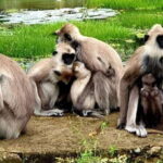 Kumana National Park : Full Day Safari (05:00 am - 06:00 pm) - Final Thoughts