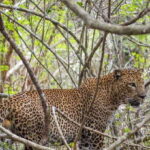 Kumana National Park Half day Jeep safari Morning/Afternoon - An In-Depth Look at the Safari Experience