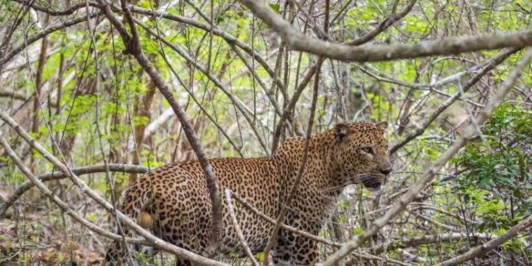 Kumana National Park Half day Jeep safari Morning/Afternoon - An In-Depth Look at the Safari Experience