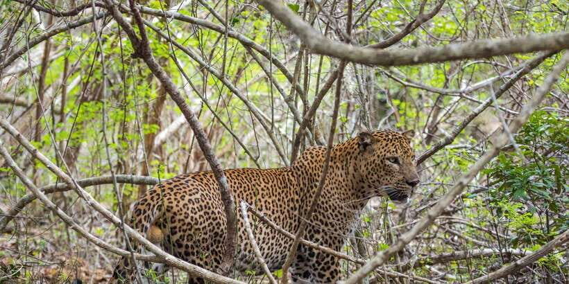 Kumana National Park Half day Jeep safari Morning/Afternoon - An In-Depth Look at the Safari Experience