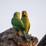 Kumana National Park Leopard Safari PRIVATE Tour - A Deep Dive into the Kumana Safari Experience