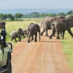 Kumana National Park: Morning or Afternoon Leopard Safari - Why This Tour is Worth Considering