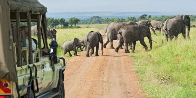 Kumana National Park: Morning or Afternoon Leopard Safari - Why This Tour is Worth Considering