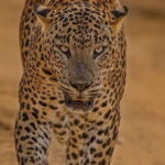 Kumana National Park : Morning or Afternoon Safari (6 h) - FAQ