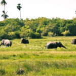 Kumana National Park : Private Half-Day Jeep Safari - Who Should Consider This Tour?