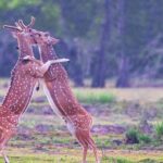 Kumana National Park Safari | from Arugam Bay - The Itinerary Breakdown