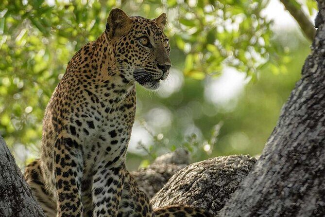 Kumana Safari Drive from Arugam Bay - Exploring Kumana: An In-Depth Look at the Safari Drive