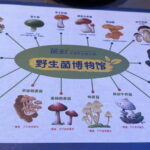 Kunming: Private Tour with Customizable Itinerary - A Deep Dive into the Kunming Private Tour