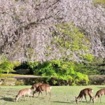 Kyoto and Nara Day Tour with Kobe Beef Lunch - Summary