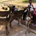 KYOTO and NARA TOUR with FREE ENTRANCE FEE(DRIVER ONLY) - A Deep Dive into the Kyoto and Nara Tour