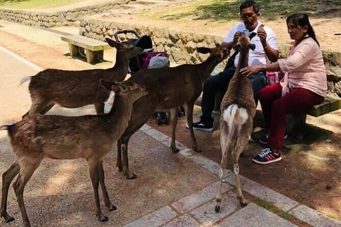 KYOTO and NARA TOUR with FREE ENTRANCE FEE(DRIVER ONLY) - A Deep Dive into the Kyoto and Nara Tour