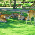 Kyoto and Nara UNESCO Highlights Full-day Tour From Osaka - Who Is This Tour Best For?