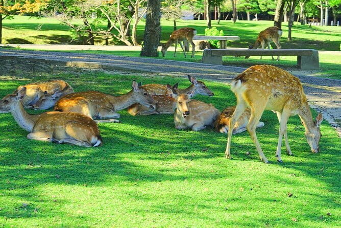 Kyoto and Nara UNESCO Highlights Full-day Tour From Osaka - Who Is This Tour Best For?