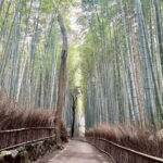 Kyoto: Arashiyama Bamboo Forest and Garden Views Tour - Final Thoughts