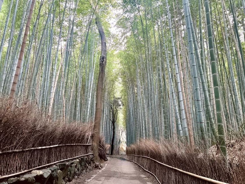 Kyoto: Arashiyama Bamboo Forest and Garden Views Tour - Final Thoughts