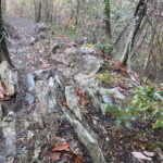 Kyoto: Arashiyama Bamboo Forest Hiking Tour - Authentic Reviews Enhance the Experience