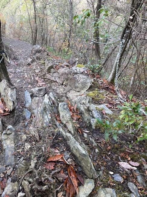 Kyoto: Arashiyama Bamboo Forest Hiking Tour - Authentic Reviews Enhance the Experience