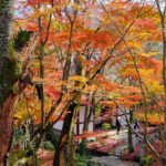 Kyoto Arashiyama: Fall Foliage Walking TourAutumn's limited - Okochi Sanso Garden: A Zen Retreat in Autumn Colors