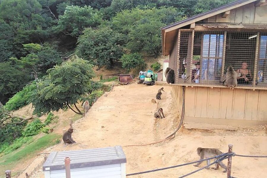 Kyoto Arashiyama & Golden Pavilion One-Day Walking Tour - The Sum Up