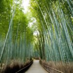 Kyoto Arashiyama & Sagano Bamboo Private Tour with Government-Licensed Guide - Authentic Experiences and Hidden Gems