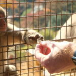 Kyoto: Fushimi, Arashiyama - Bamboo, Monkey, Torii & Secrets - Stories, Local Secrets, and Practical Details