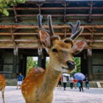 Kyoto & Nara Private Tour from Osaka Kyoto Hotel Pick-up - Frequently Asked Questions