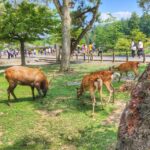 Kyoto: Nara, Todaiji, Kasuga Taisha Shrine Private Full Day - Authentic Experiences and Real-World Feedback