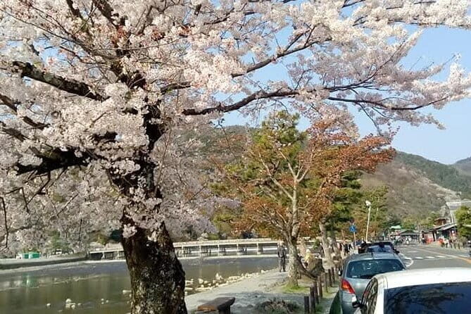 Kyoto Sakura & Hidden Gems of Timeless Tradition - Who Will Love This Tour?