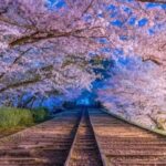 KYOTO: Sophisticated Harmony Journey: 4 Calming Scenes - Practical Details: What You Need to Know