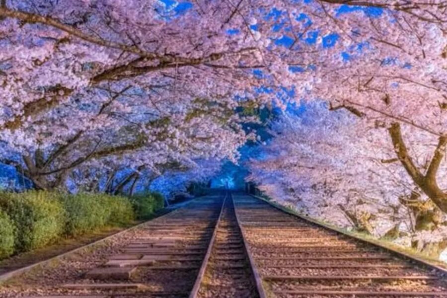 KYOTO: Sophisticated Harmony Journey: 4 Calming Scenes - Practical Details: What You Need to Know