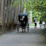 Kyoto: Stroll around the Depths of Arashiyama - An In-Depth Look at the Arashiyama Guided Tour