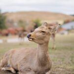 Kyoto to Nara: Private Day Trip with a Local - Why Choose This Tour?