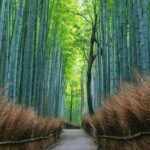 Kyoto tour 12 hours Private Nagoya pick up available - FAQ