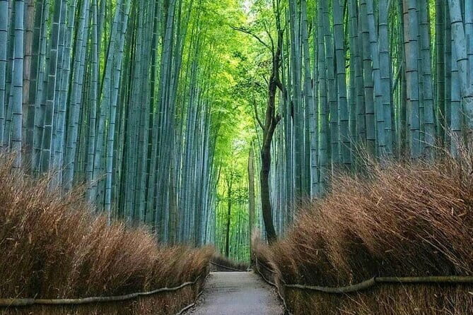 Kyoto tour 12 hours Private Nagoya pick up available - FAQ