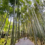 Kyoto : True Kyoto Avoid the crowds E-Bike Tour - An In-Depth Look at the Kyoto E-Bike Tour