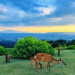 Kyoto:Kimono Tea Ceremony Experiencw Tour - Who Is This Tour Best For?