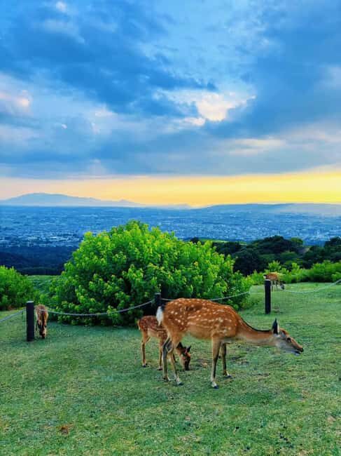 Kyoto:Kimono Tea Ceremony Experiencw Tour - Who Is This Tour Best For?