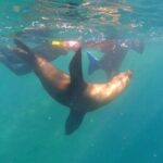 La Paz Wildlife Ocean Safari & Beach Club Leisure in La Ventana - Who Will Love This Tour?