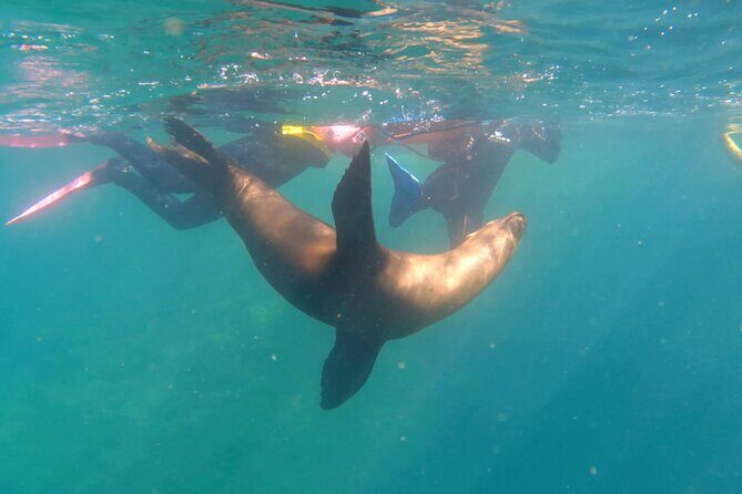 La Paz Wildlife Ocean Safari & Beach Club Leisure in La Ventana - Who Will Love This Tour?