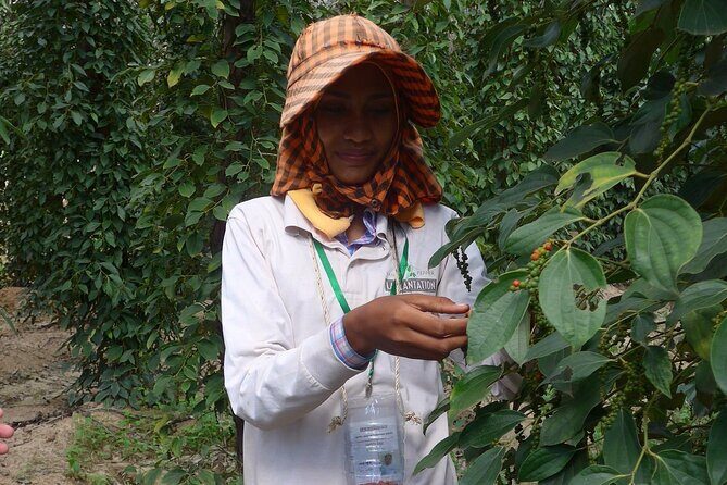 La Plantation tour (discovering Kampot Pepper) + Lunch - Who Should Book This Tour?